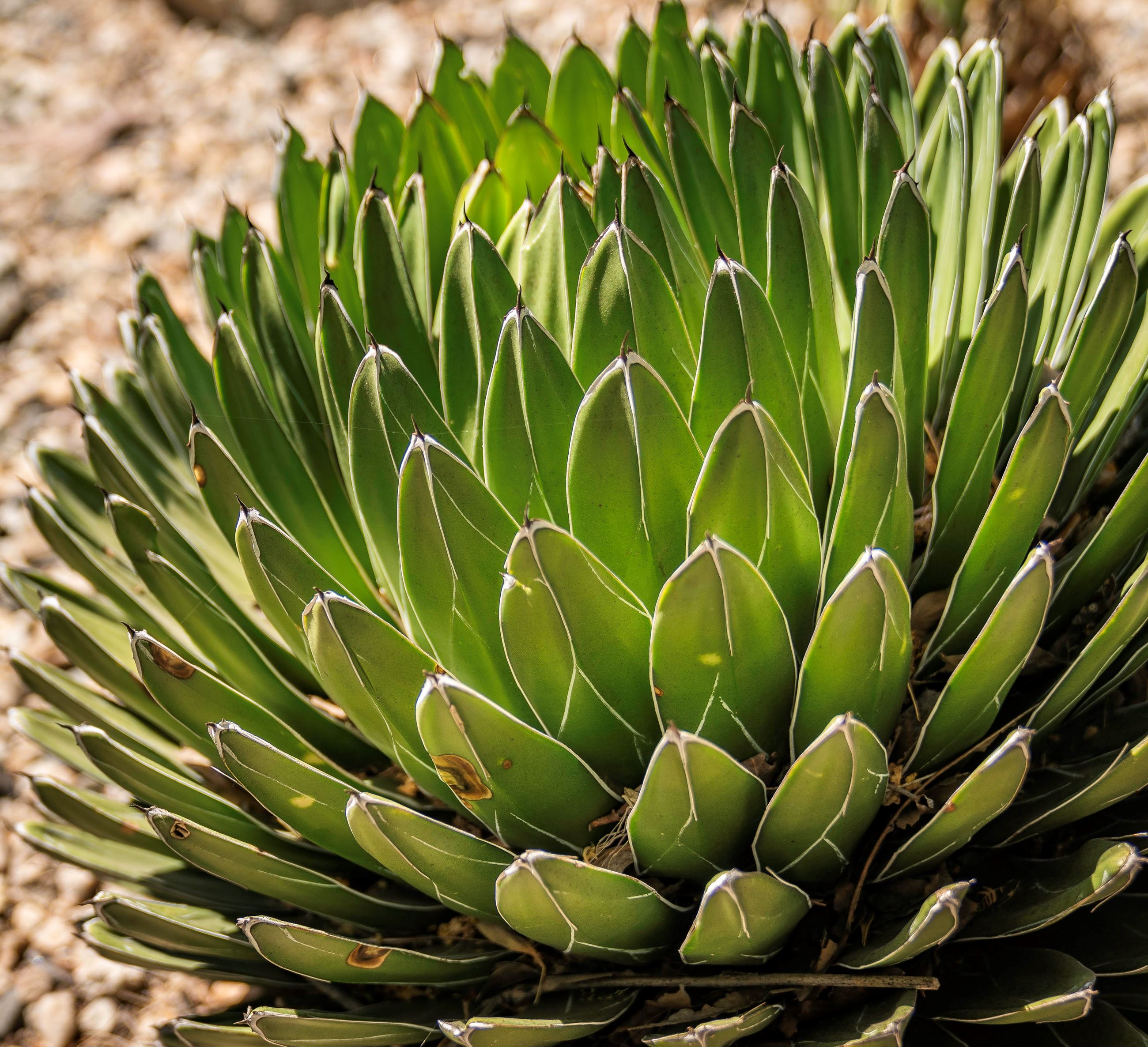Drought Tolerant Plant
